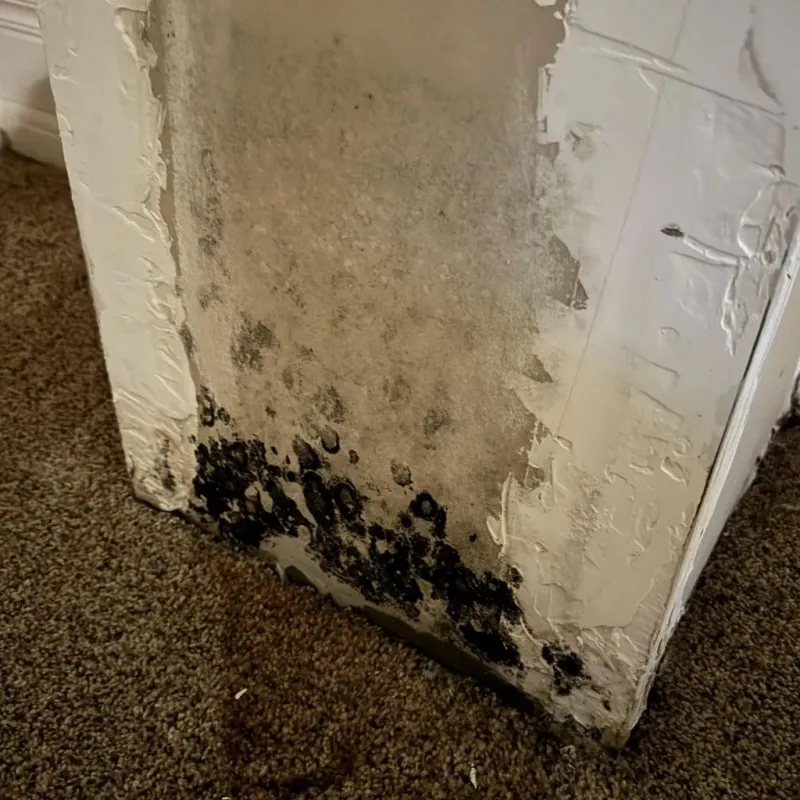 Professional Mold Removal in Slaton, TX